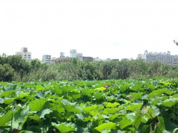 Lotus im Ueno Park // Lotus flowers at Ueno Park basic-2017-raijin