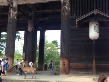 Am großen Tor des Todaiji erwarten uns die heiligen Hirsche // At the great gate of Todaiji, the holy deers await us basic-2017-raijin