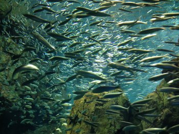 Ausnahmsweise mal Fische zum anschauen und nicht zum essen // For a change we just looked at them and didn't eat them basic-2017-raijin