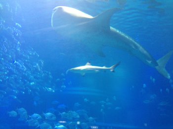Walhai, gigant der Meere // Whale shark, giant of the oceans basic-2017-raijin
