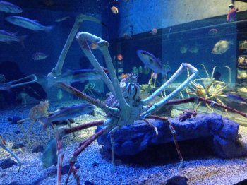 Auch die größte Krebsart war vertreten // Also the biggest type of crab was there basic-2017-raijin