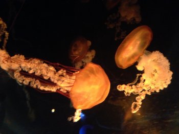 Quallen wie aus einer anderen Welt // Jellyfishes, like from another world basic-2017-raijin