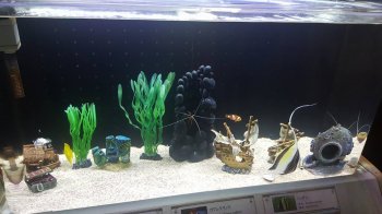 Findet Nemo basic-october-2016