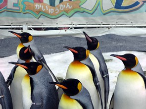 Pinguine in Kaiyukan. Kaiyukan